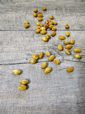 Holzperlen olivenförmig natur gemasert 9mm Durchm. 5mm - MONDSPINNE