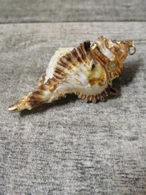 Muschel Muschelgehäuse 60 mm weiß gold - MONDSPINNE
