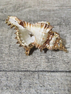 Muschel Muschelgehäuse 60 mm weiß gold - MONDSPINNE