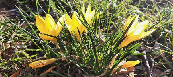 Frühlingsanfang Krokusse gelb - MONDSPINNE